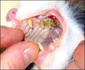 每个猫奴都要知道的：猫的三大牙科疾病