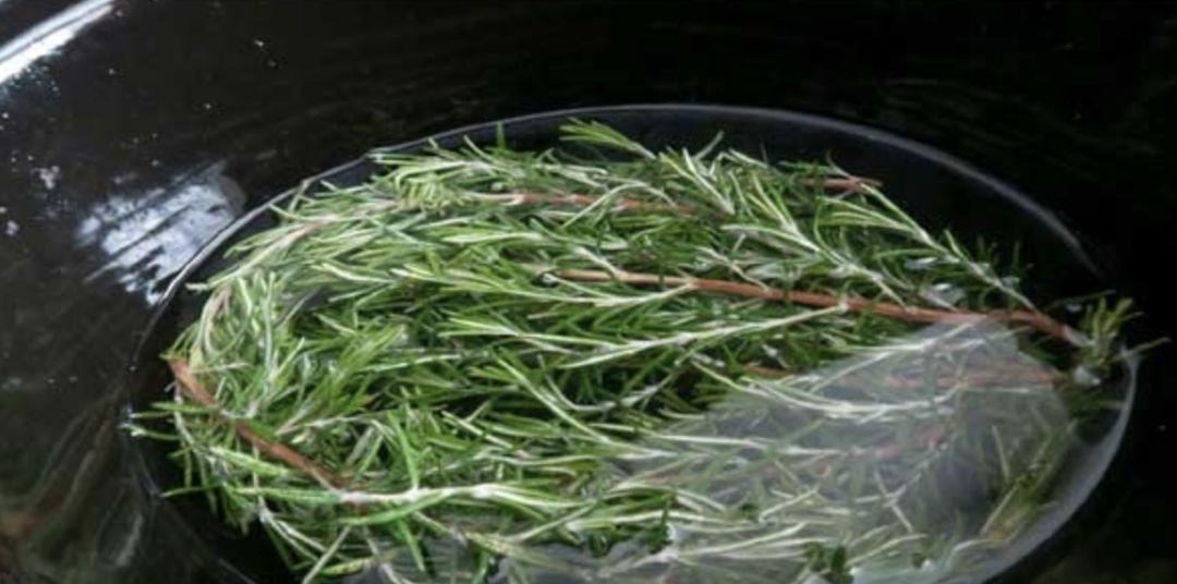 迷迭香对猫有哪些好处？