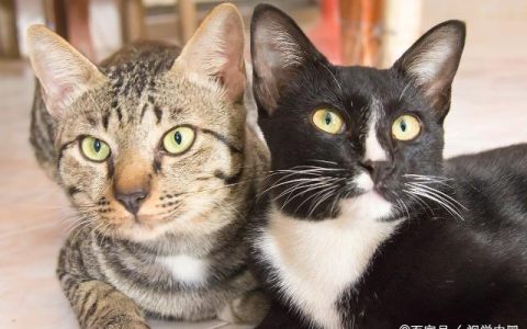 会导致猫咪呕吐的 26 个原因