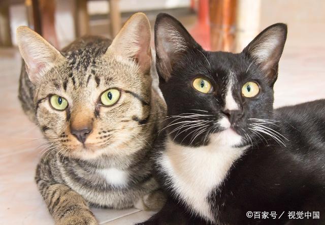 会导致猫咪呕吐的 26 个原因