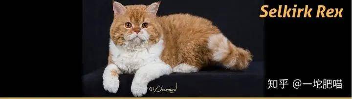 如何做猫舍│猫品种的选择