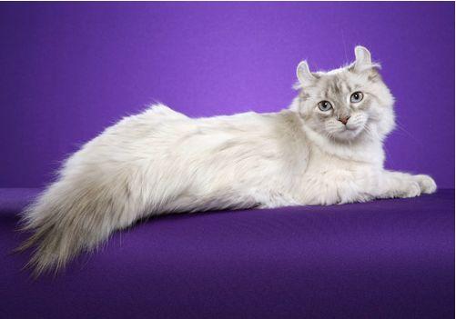 TICA 公开的 79 个品种猫，你认识几个？