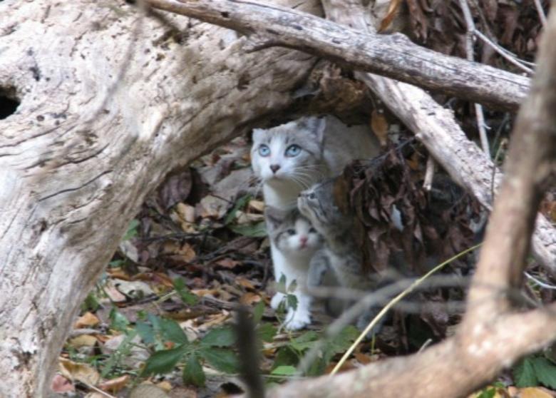 我是如何驯服一只野猫的？