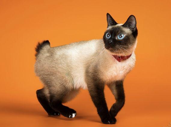 CFA 认证的这 46 个品种猫，你认识几种？（含 3 个考察期品种）