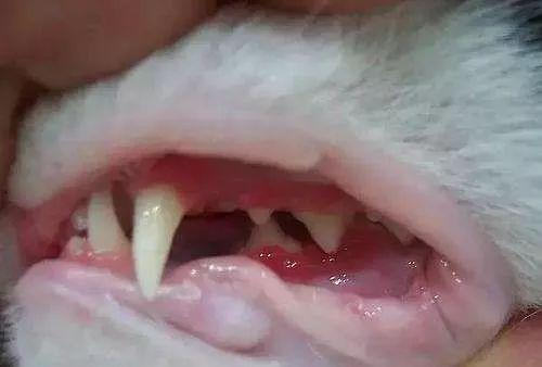 猫咪口臭，该怎么办？