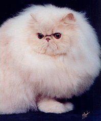 猫咪颜色遗传基础知识