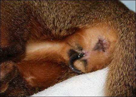 母猫的两种自然分娩方式全图解