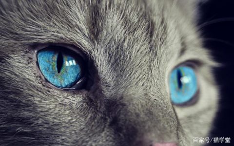 如何训练出一只脾气好的小猫？