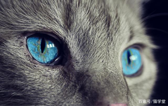 如何训练出一只脾气好的小猫？