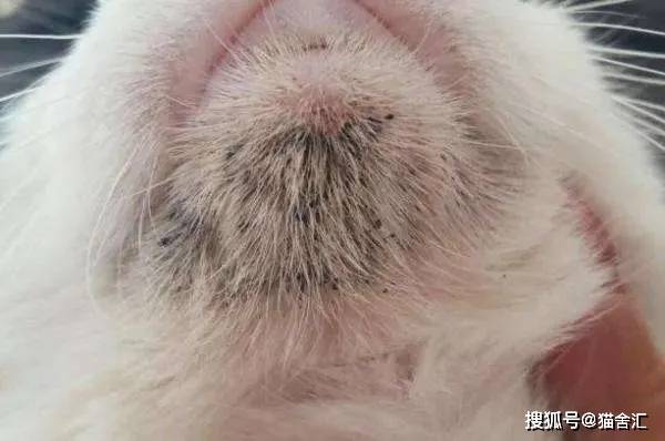 猫舍必看疾病科普│猫黑下巴和马尾病