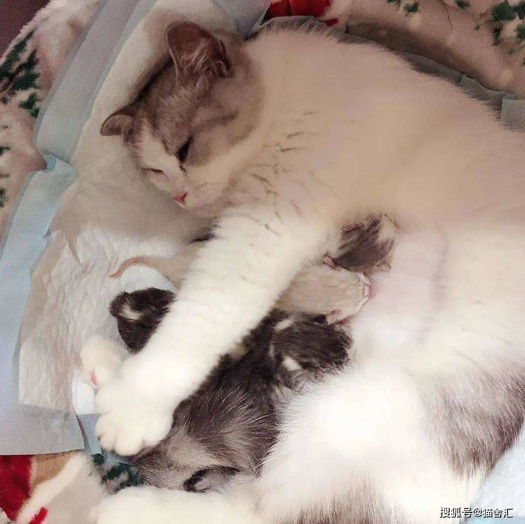 你应该知道的母猫产后护理那些事