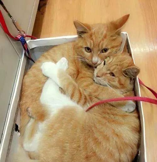 为什么同一屋檐下的两只猫，有的和睦相处，有的互相伤害？