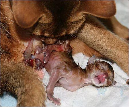 母猫的两种自然分娩方式全图解