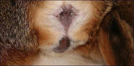 母猫的两种自然分娩方式全图解