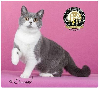 CFA 认证的这 46 个品种猫，你认识几种？（含 3 个考察期品种）