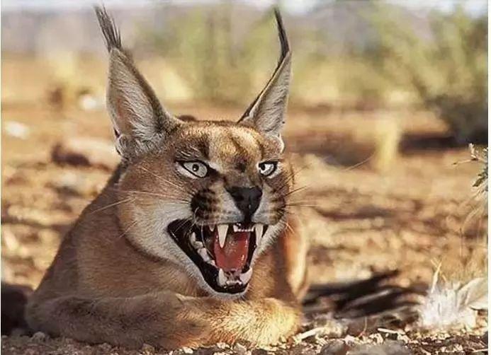 为什么同一屋檐下的两只猫，有的和睦相处，有的互相伤害？