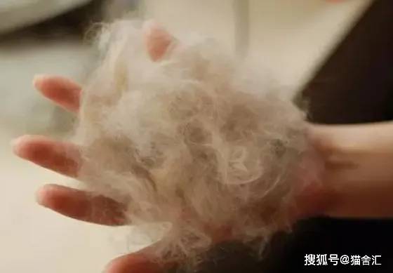 人猫同住下怎么规划空间