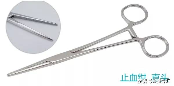 如何做猫舍│如何给猫接生——新生小猫接生及护理