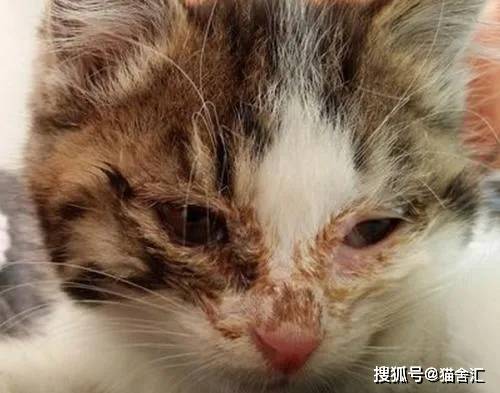 猫舍必看疾病科普│猫鼻支病毒