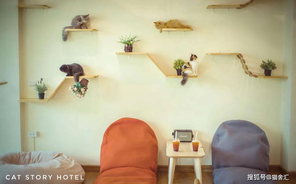 如何做猫舍│猫舍的设计规范
