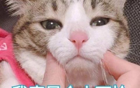 猫舍必看疾病科普│关于猫咪慢性肾病你应该知道的事！