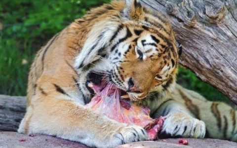 猫干粮都对猫咪的牙齿“做了什么”？