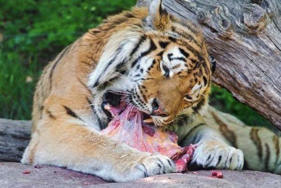 猫干粮都对猫咪的牙齿“做了什么”？