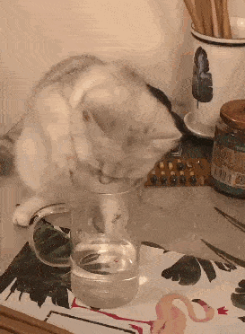 如何做猫舍│纠正猫咪不良行为的方法