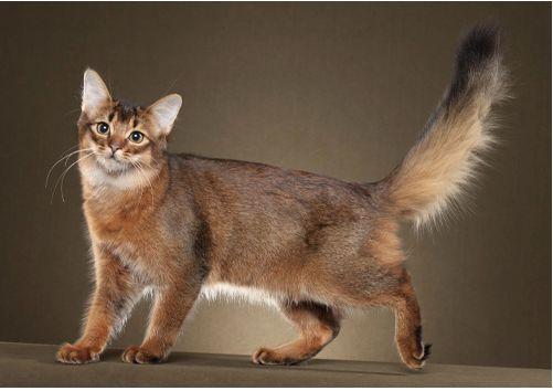 TICA 公开的 79 个品种猫，你认识几个？