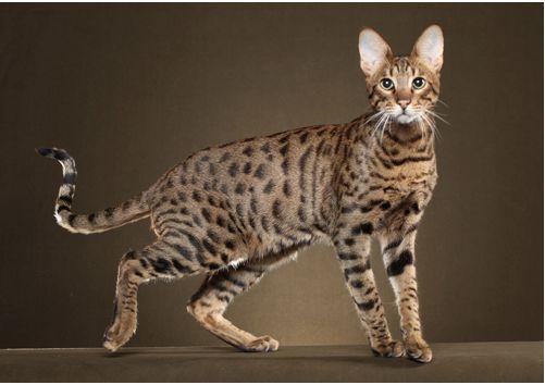 TICA 公开的 79 个品种猫，你认识几个？