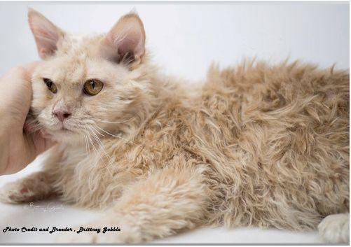 TICA 公开的 79 个品种猫，你认识几个？