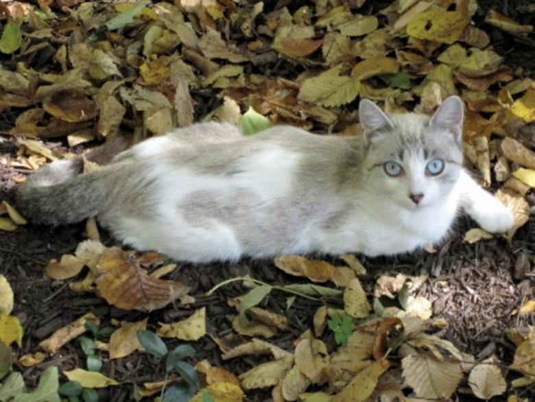 我是如何驯服一只野猫的？