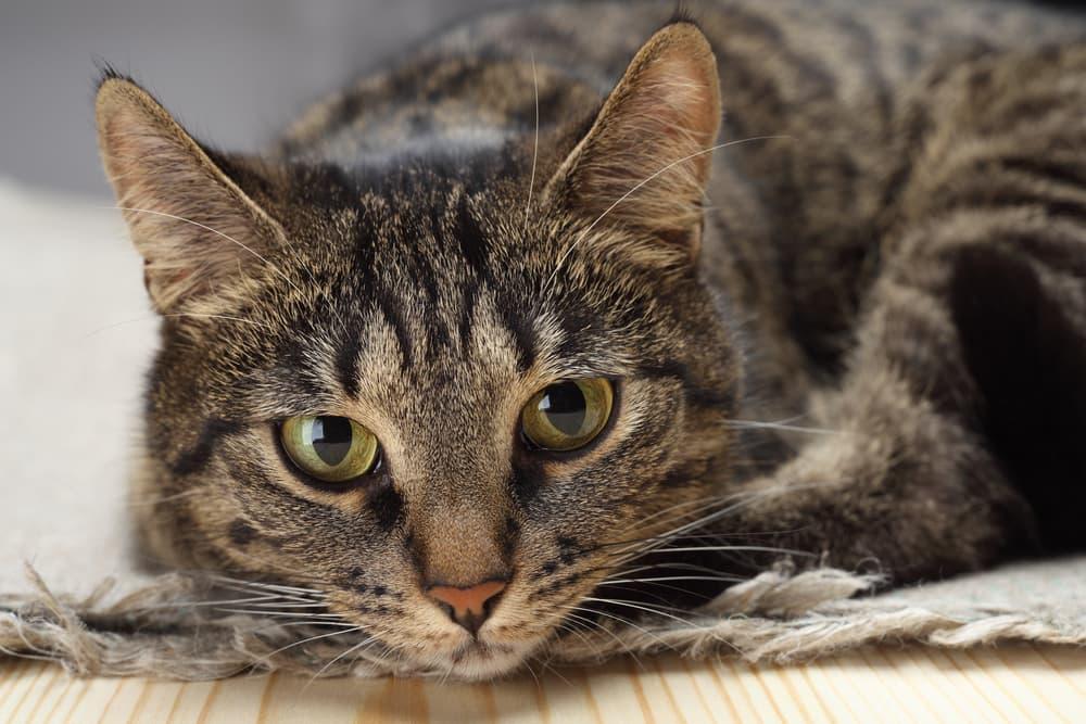 猫咪咳嗽常见的 11 个原因