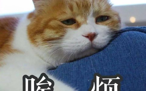 猫舍需要重视的猫咪压力源