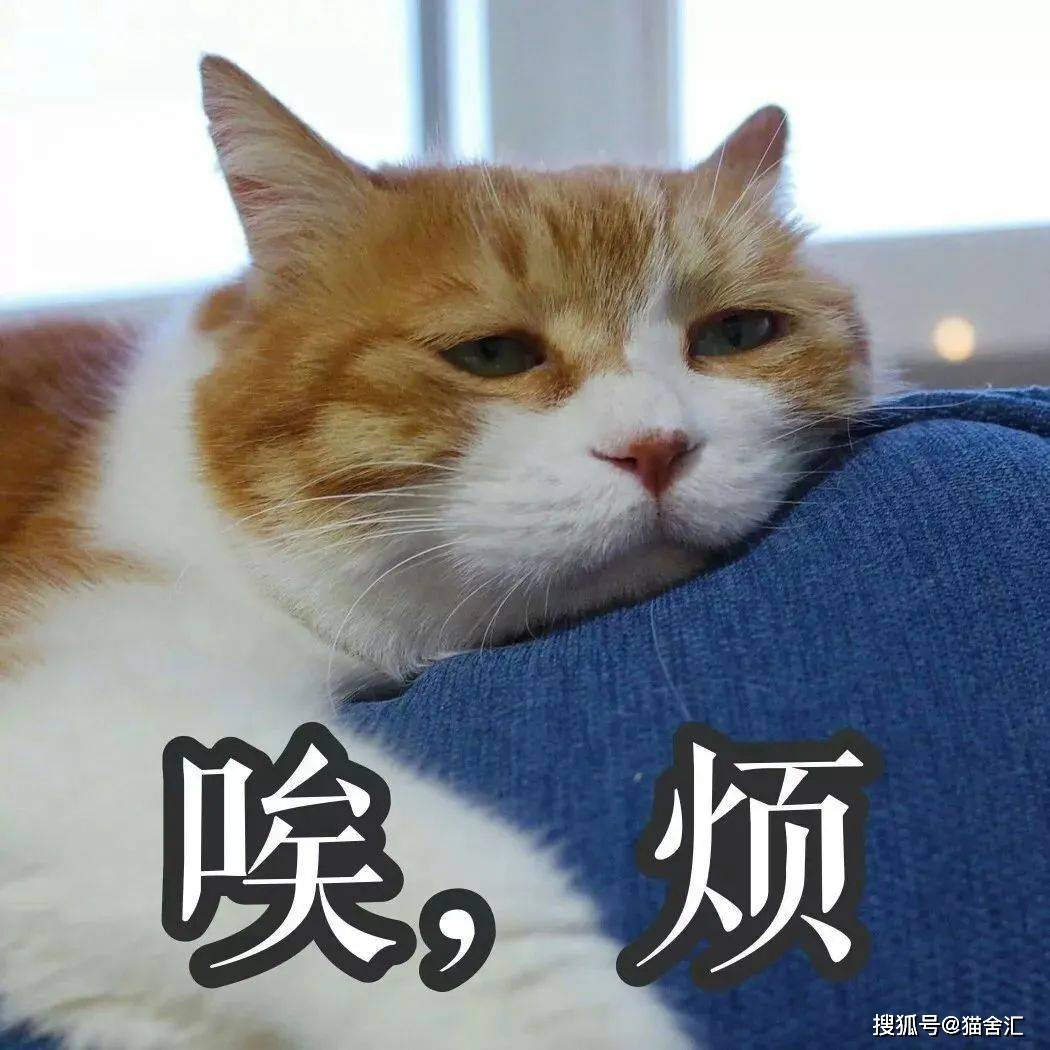 猫舍需要重视的猫咪压力源