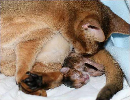 母猫的两种自然分娩方式全图解