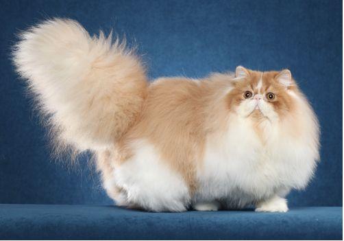 TICA 公开的 79 个品种猫，你认识几个？