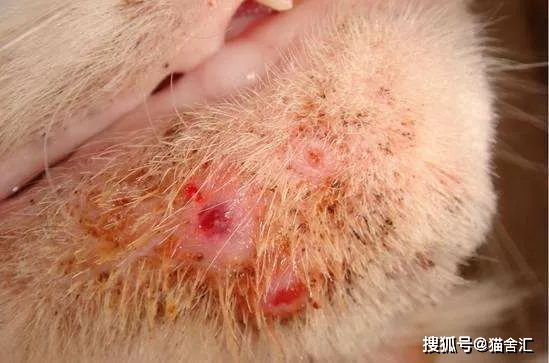 猫舍必看疾病科普│猫黑下巴和马尾病