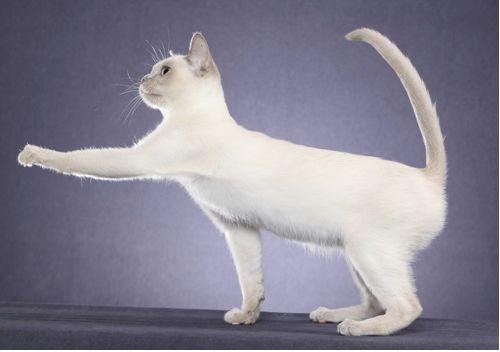 TICA 公开的 79 个品种猫，你认识几个？