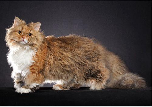 TICA 公开的 79 个品种猫，你认识几个？