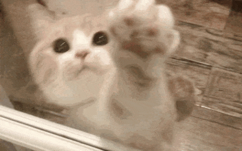 如何做猫舍│纠正猫咪不良行为的方法