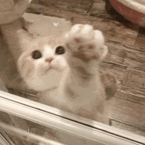 如何做猫舍│纠正猫咪不良行为的方法