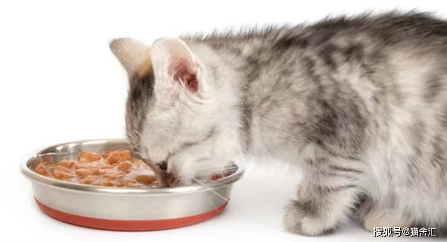 如何做猫舍│小猫的饮食管理