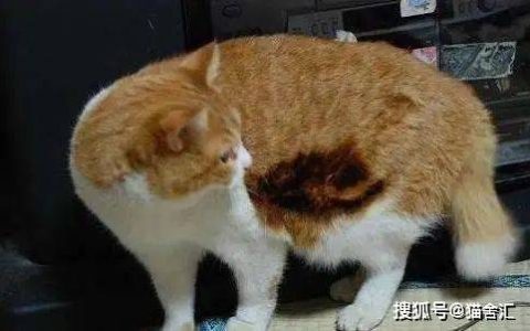 烫伤、高坠、触电···猫咪应急抢救指南