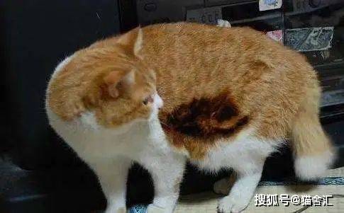 烫伤、高坠、触电···猫咪应急抢救指南