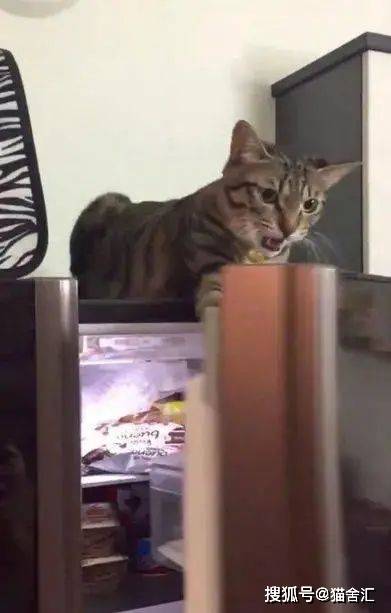 猫咪的登高行为解读