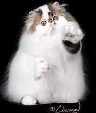 猫咪颜色遗传基础知识