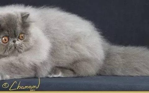 人猫同住下怎么规划空间