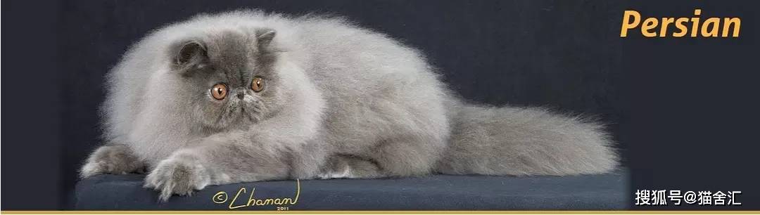 人猫同住下怎么规划空间