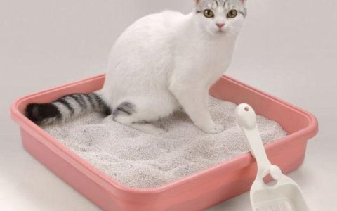 训练小猫使用猫砂盆的方法和技巧